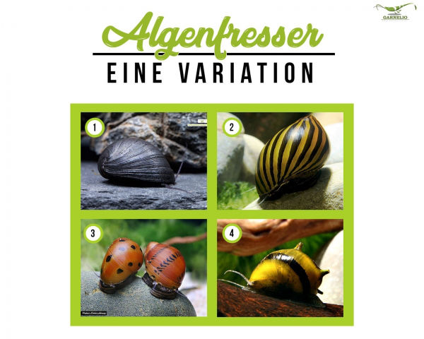 Algenfresser-Variation