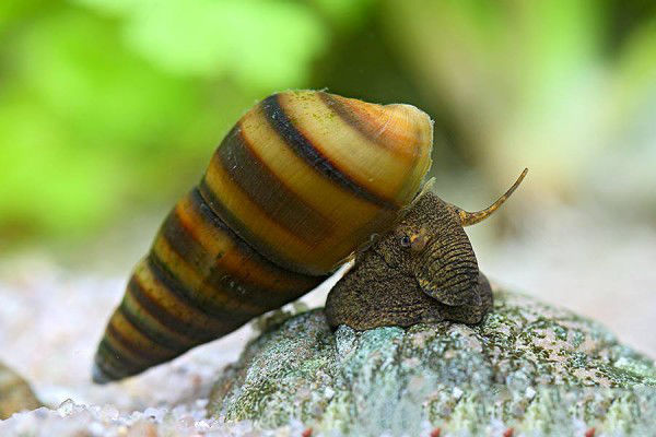 Bienenschnecke