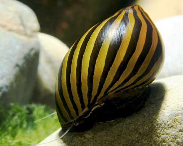 Zebra Rennschnecke