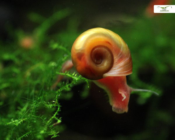 Algenfressende Schnecken Nützliche Helfer im Aquarium