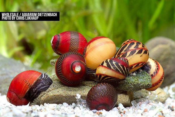 Die Sumpfdeckelschnecke als nützlichen Helfer im Aquarium einsetzen