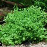 Zwergperlkraut – Hemianthus callitrichoides