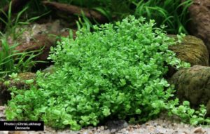 Zwergperlkraut Hemianthus-callitrichoides