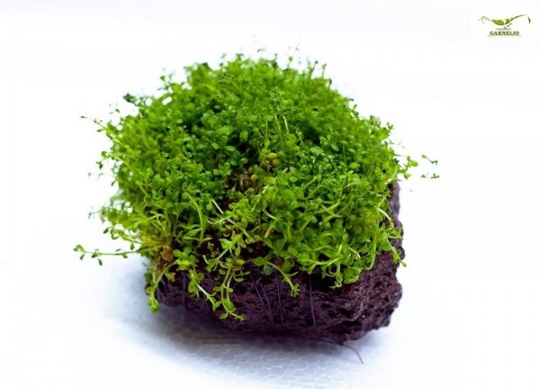 Zwergperlkraut