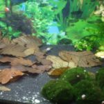 Laub im Aquarium