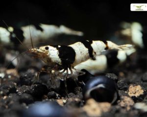 Black Bee Garnele