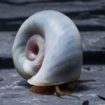 Posthornschnecken im Aquarium