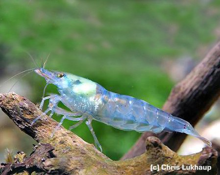 Blue Pearl Garnelen