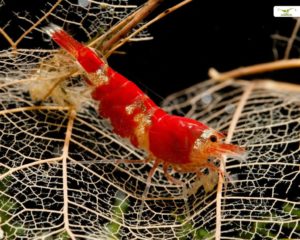 Crystal Red Garnele Haltung