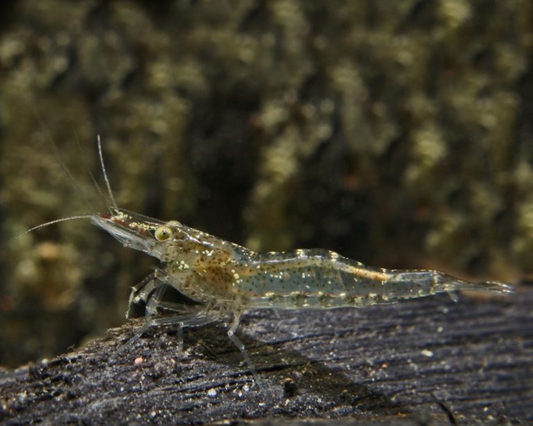 Europäische Süßwassergarnele "Atyaephyra desmaresti" Haltung und Zucht