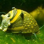 Algen schnecken - Die hochwertigsten Algen schnecken analysiert