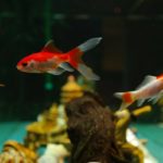 goldfische-fuettern