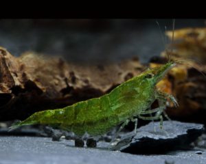 Green Jade Garnele Aquarium