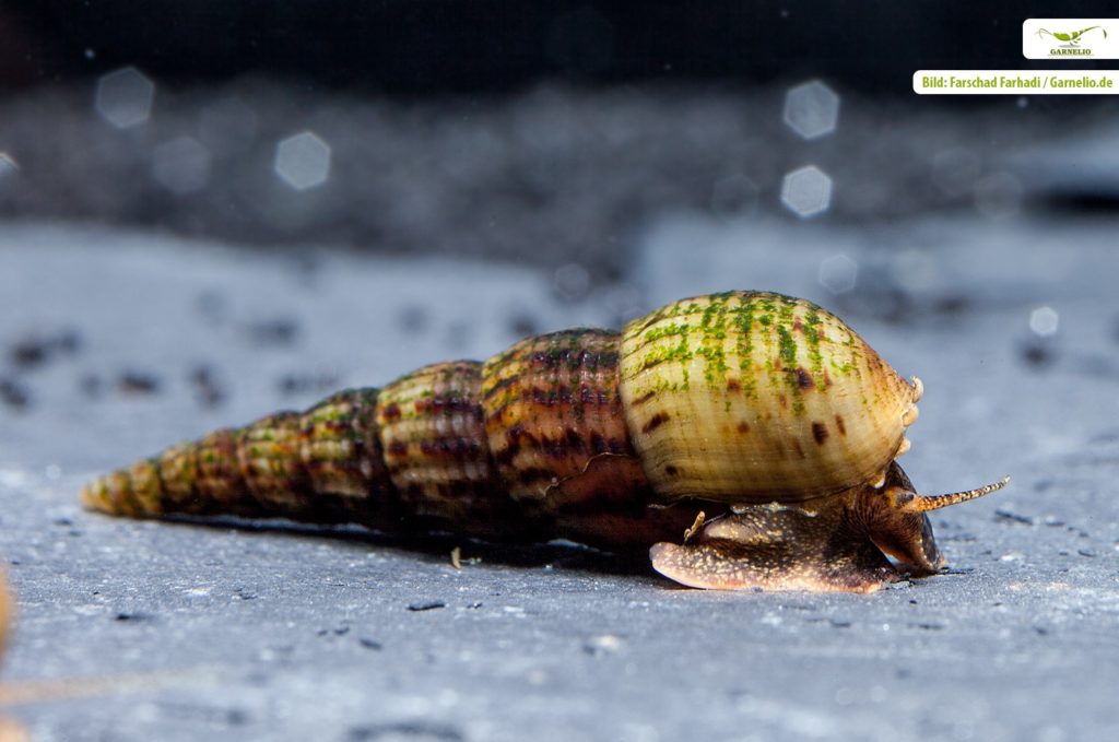 Turmdeckelschnecke