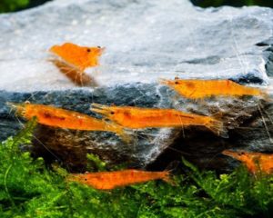 Mandarinengarnele Zucht