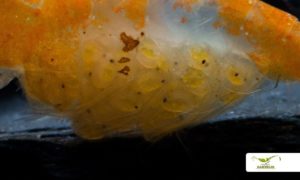 Orange Rili Sakura Garnele Zucht