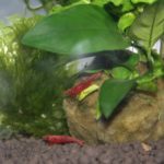 Pflanzen für das Nanoaquarium