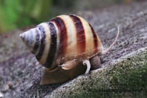 Pianoschnecke
