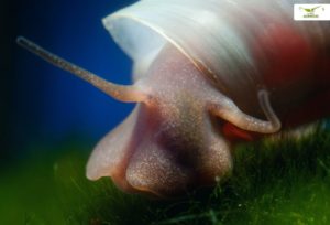 Posthornschnecke