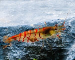 Rote Tigergarnele Haltung
