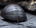 Die Stahlhelmschnecke