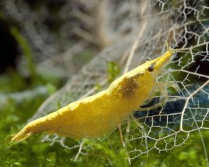 Yellow Fire Garnele Haltung